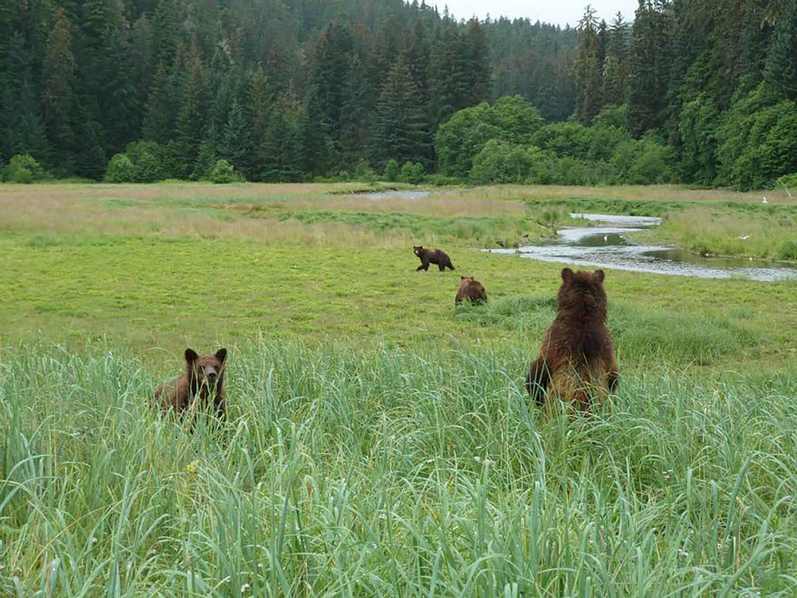 Bears in the grass in the Kootznoowoo Wilderness