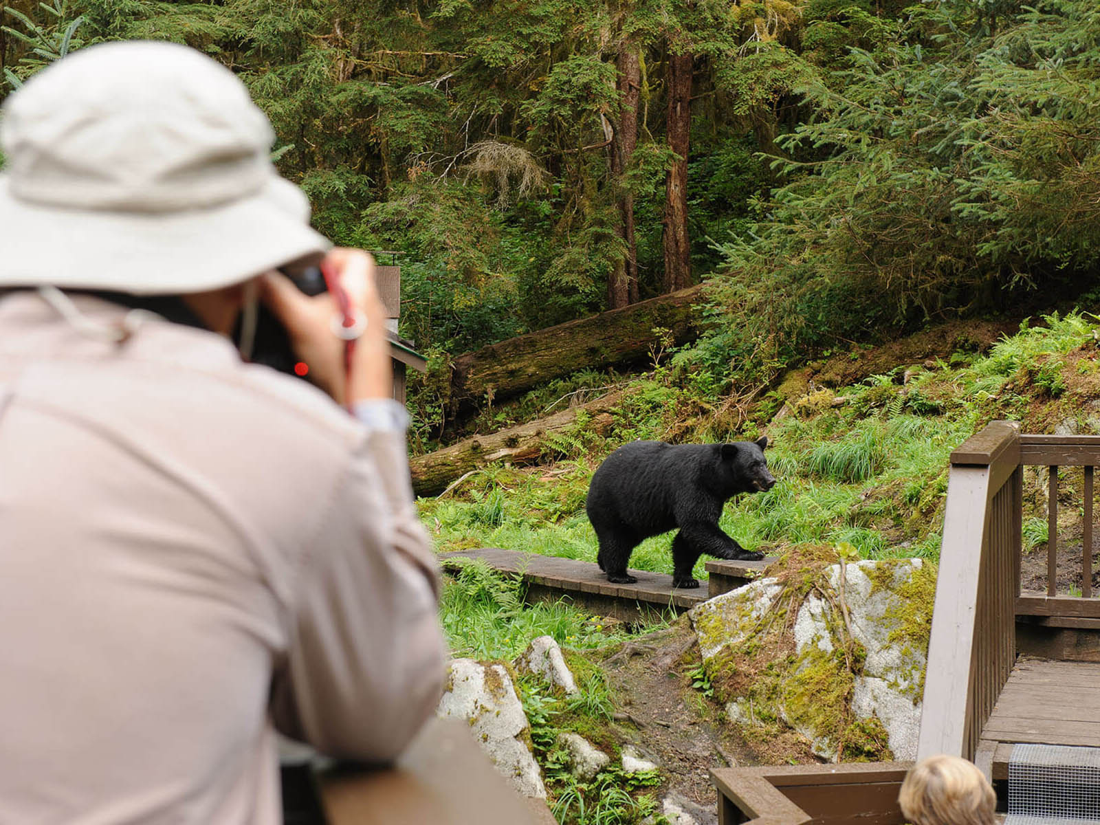 Man observing a bear at the Anan Wildlife Observatory